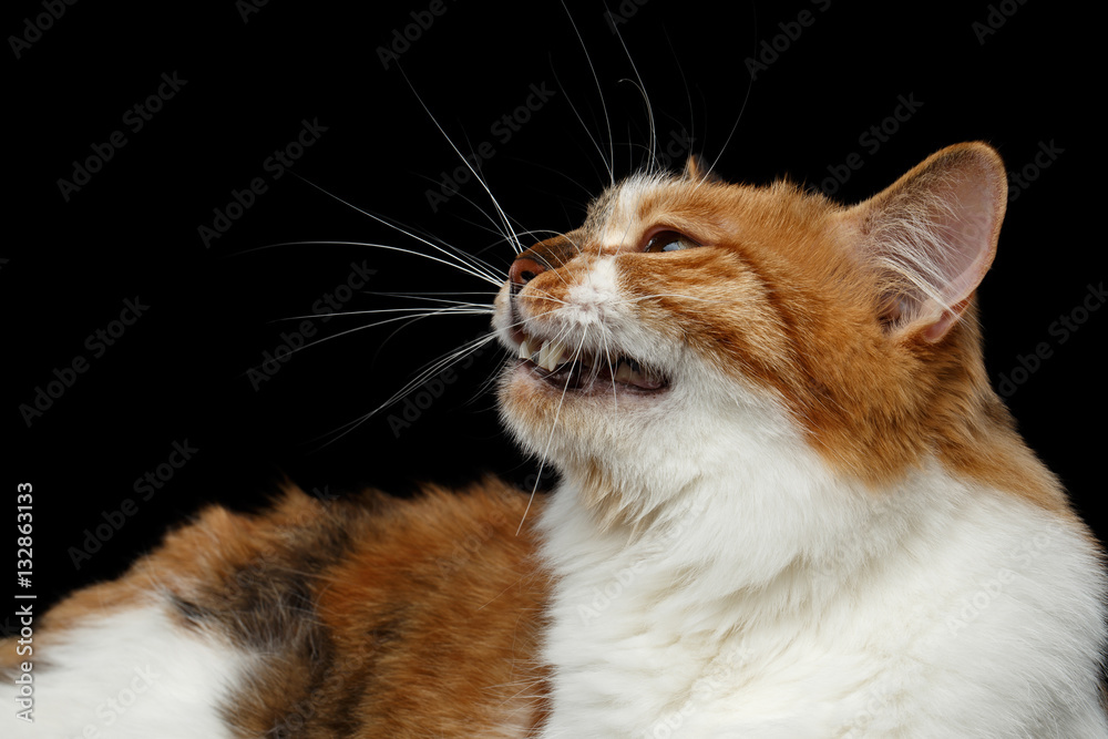 Close-up Ginger with white Kurilian Bobtail Cat meow on isolated black background Close-up Ginger with white Kurilian Bobtail Cat meow on isolated black background