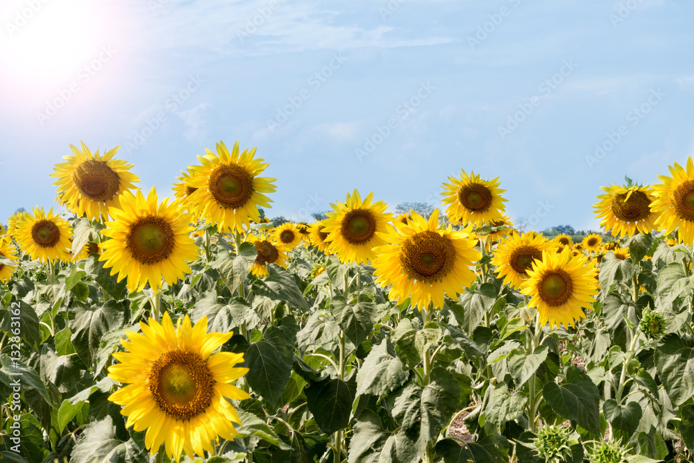 Summer sunflower field. Field of sunflowers with blue sky. A sun Summer sunflower field. Field of sunflowers with blue sky. A sun
