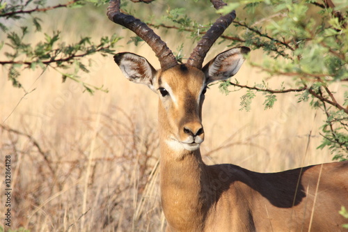 Impala