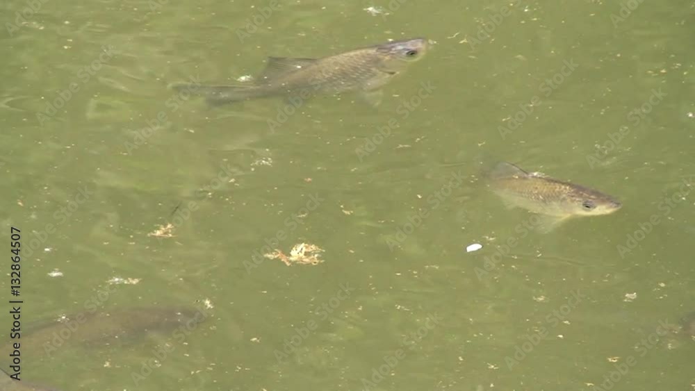Eine Schar junger Karpfen schwimmt im Teich Eine Schar junger Karpfen schwimmt im Teich