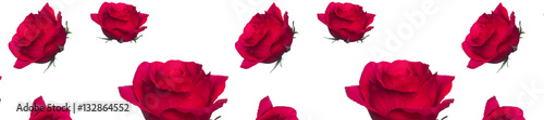 panorama  pattern of red roses on a white background