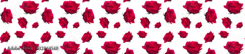 panorama  pattern of red roses on a white background