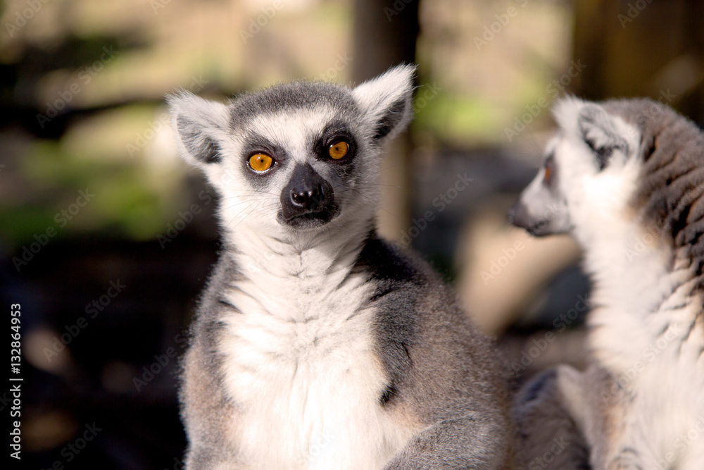 Close up portrait of a cute ring tailed lemur on the blurred background. Copy space for text.