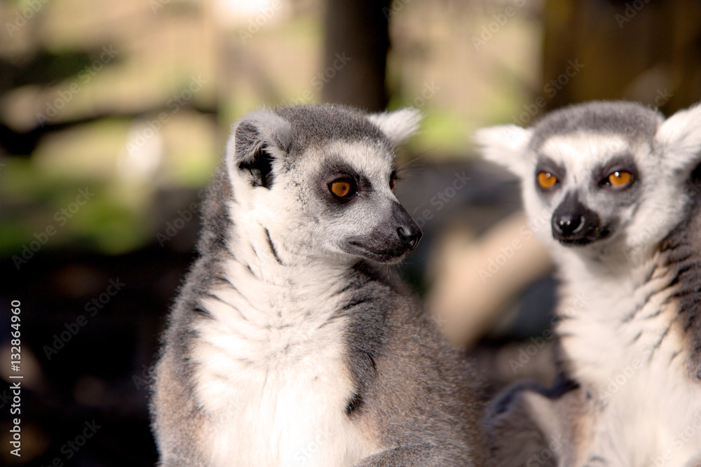 Close up portrait of two cute ring tailed lemurs on the blurred background. Copy space for text. Close up portrait of two cute ring tailed lemurs on the blurred background. Copy space for text.