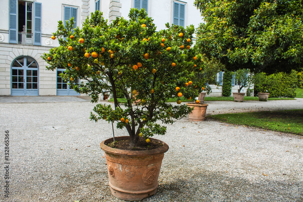 Mandarin Orange tree in garden of Villa Melzi Park famous landmark of Bellagio city on Lake Como, Italy. Lombardy region.
