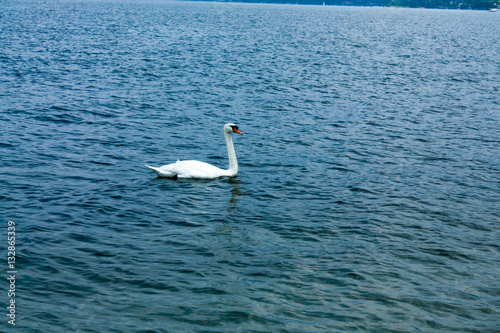 Swan floating on the water on the lake. © saint_antonio