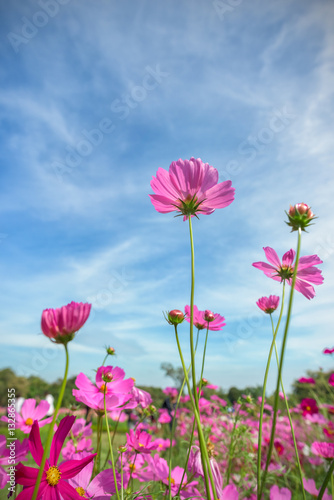 Pink cosmos flowers