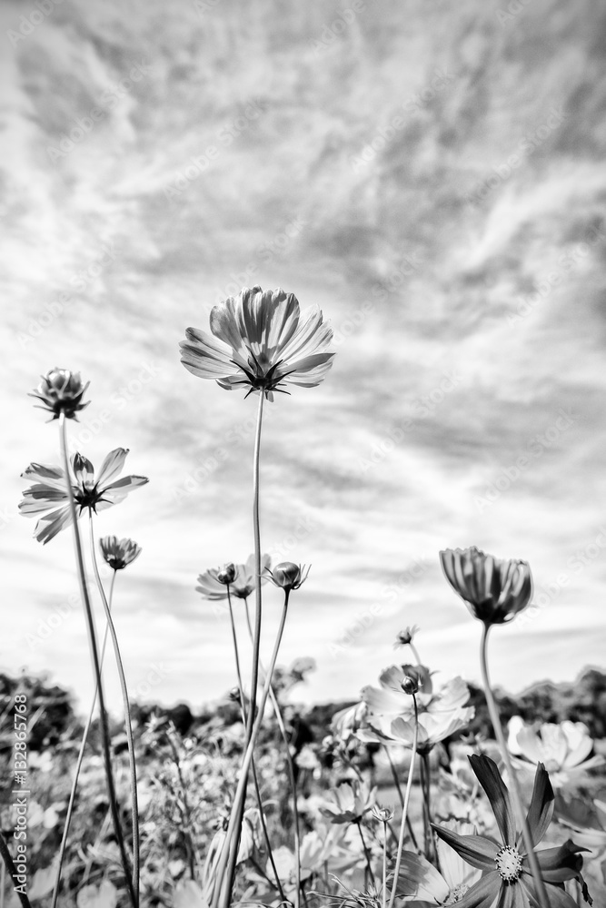 Fototapeta premium Black and white fine art of the cosmos flower