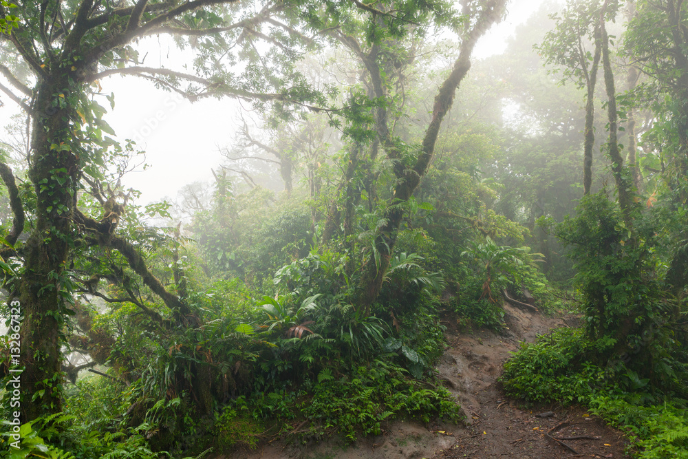 Naklejka premium Deep in lush foggy rainforest