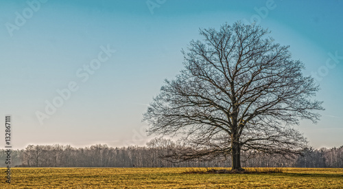 Old tree on a field