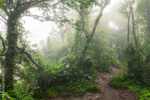 Fototapeta Naklejka Na Ścianę i Meble -  Deep in lush foggy rainforest