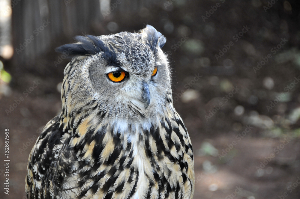 Obraz premium Old Owl