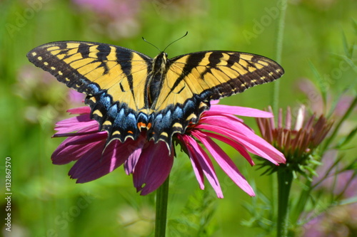 Tiger Swallowtail Butterfly, summer pleasure