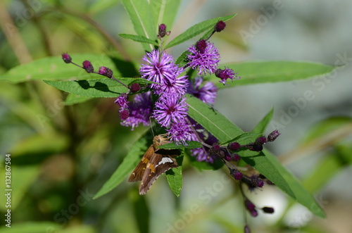 Ironweed, native plant