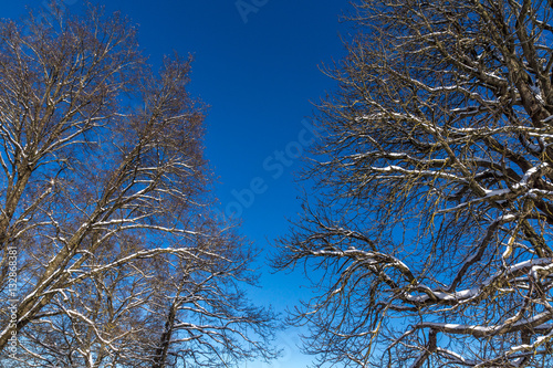 Schneebedeckte Baumkronen im Winter