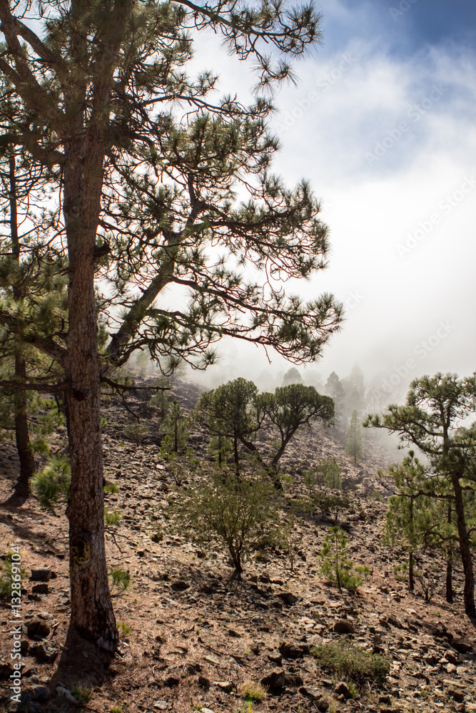 Canarian pines in the clouds