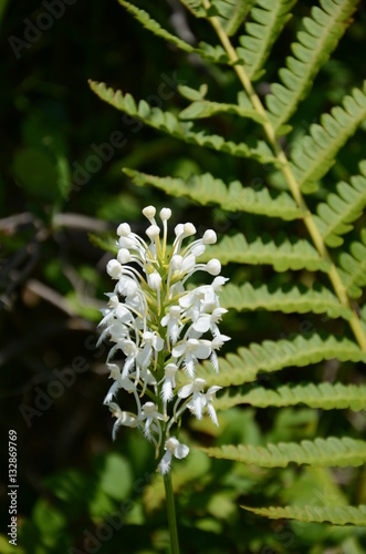 White fringed orchid