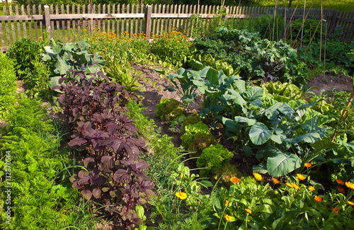 vegetable garden