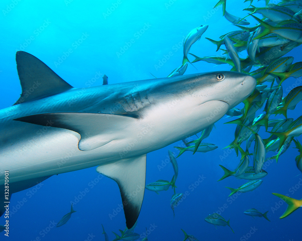 Naklejka premium tiburones de arrecife en Bahamas