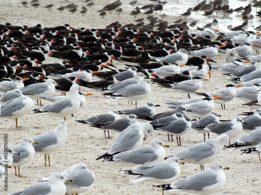 Fototapeta premium Seabirds Seagulls and Oytercatchers
