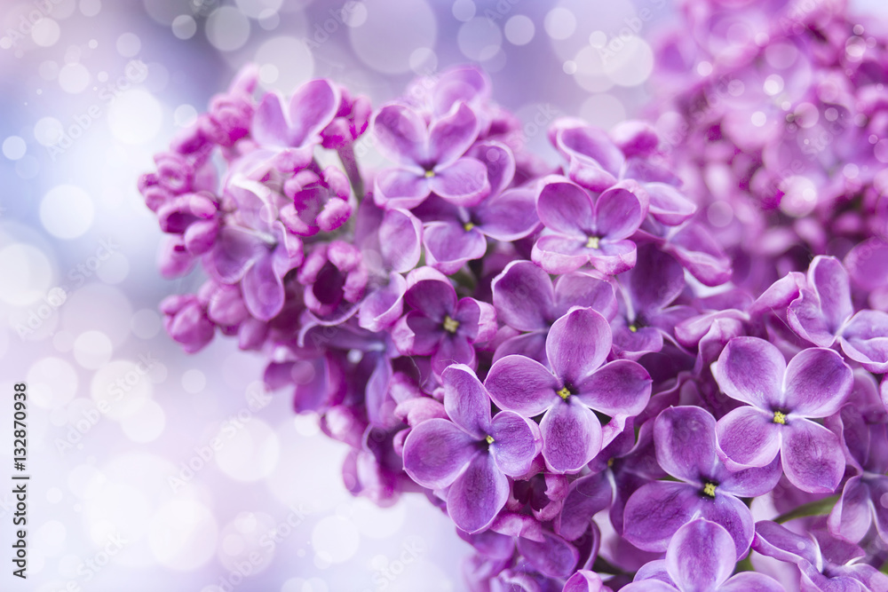 Blooming lilac flowers. Macro photo.