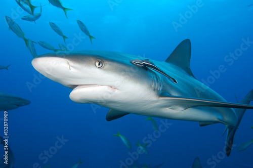 tiburones de arrecife en Bahamas