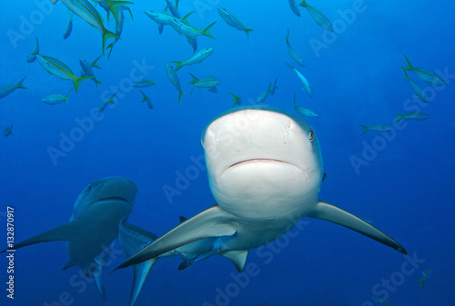 tiburones de arrecife en Bahamas © Carlos