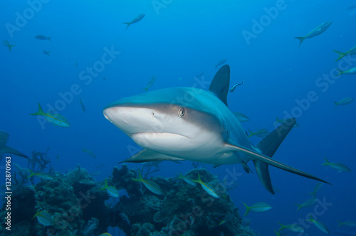 tiburones de arrecife en Bahamas