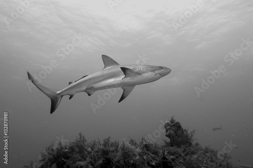 tiburones de arrecife en Bahamas