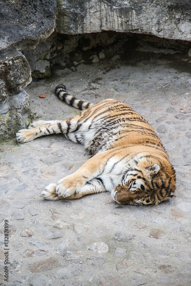 Naklejka premium Tiger