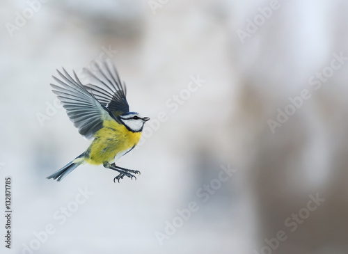 little bird blue tit flying up with its wings outstretched