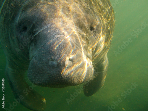 Manatee photo