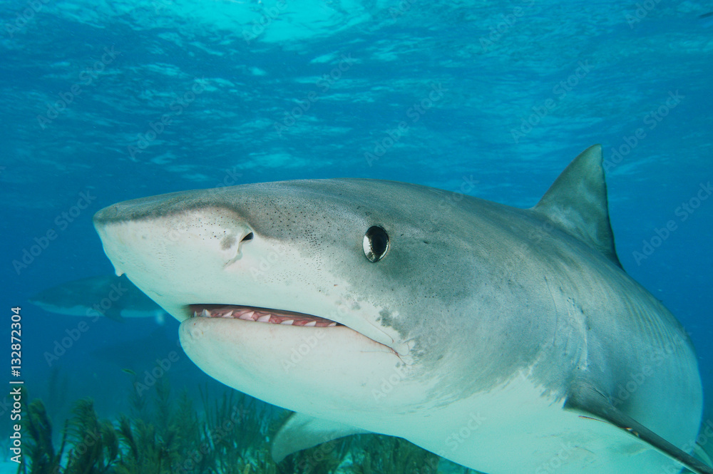 Naklejka premium Tiburón tigre en Bahamas