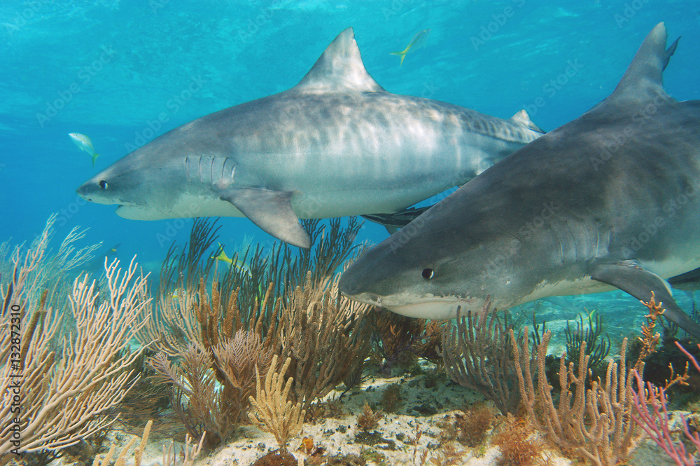 Fototapeta premium Tiburón tigre en Bahamas