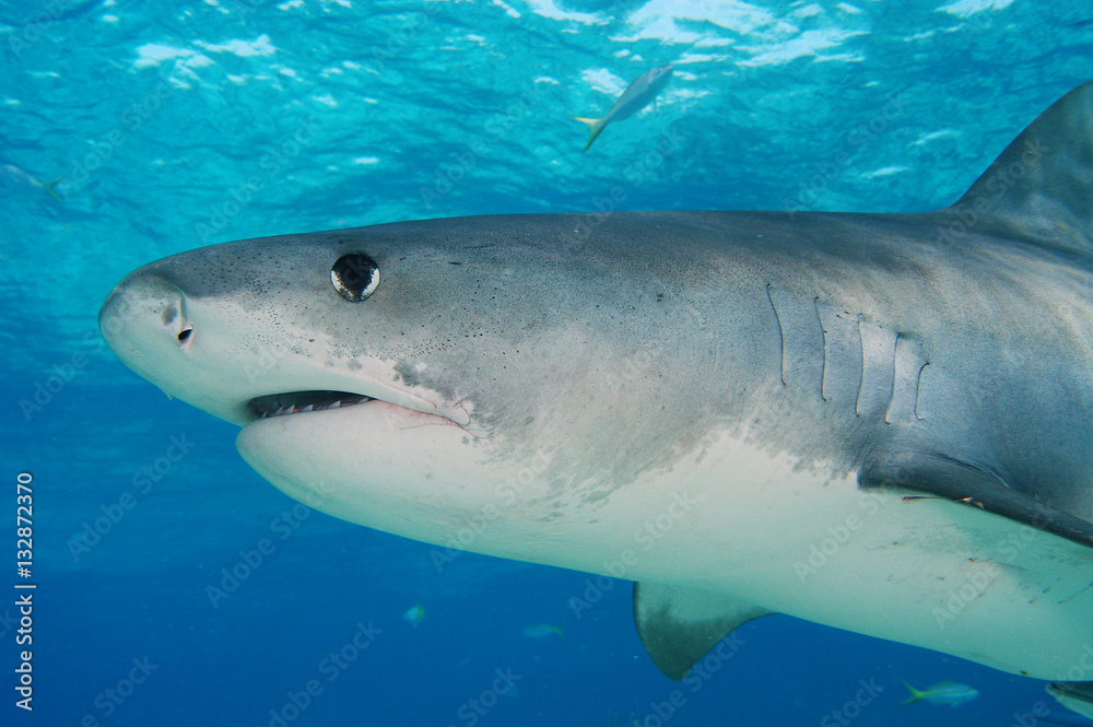 Fototapeta premium Tiburón tigre en Bahamas