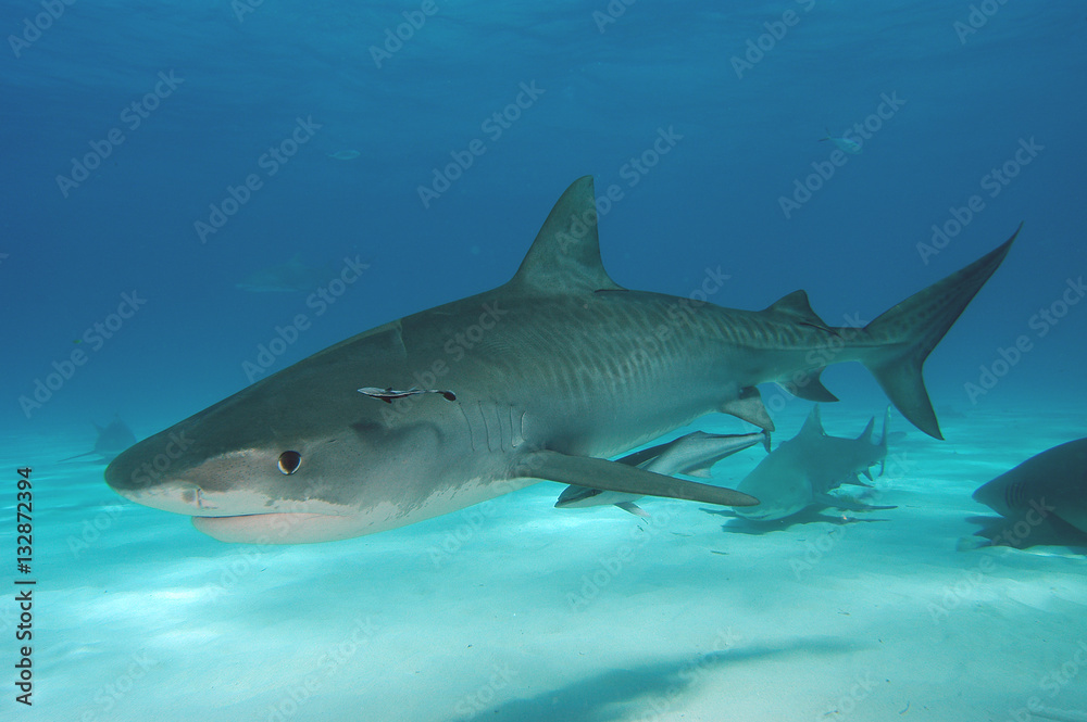 Naklejka premium Tiburón tigre en Bahamas