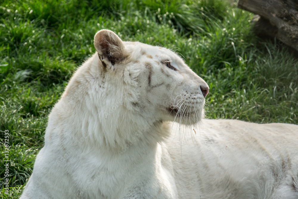 Naklejka premium White Tiger