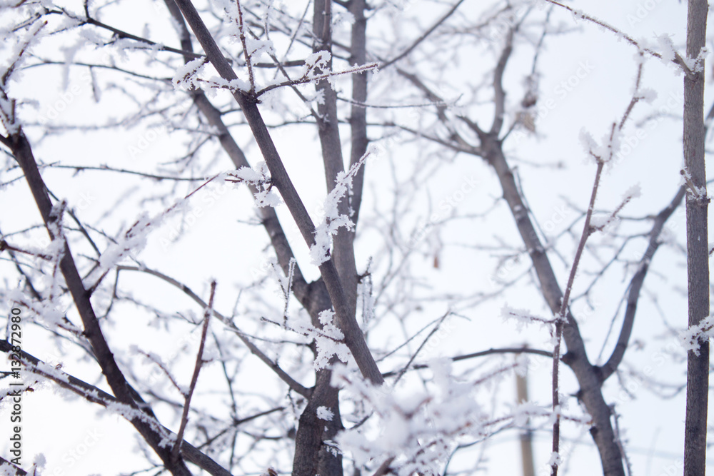 Obraz premium winter tree