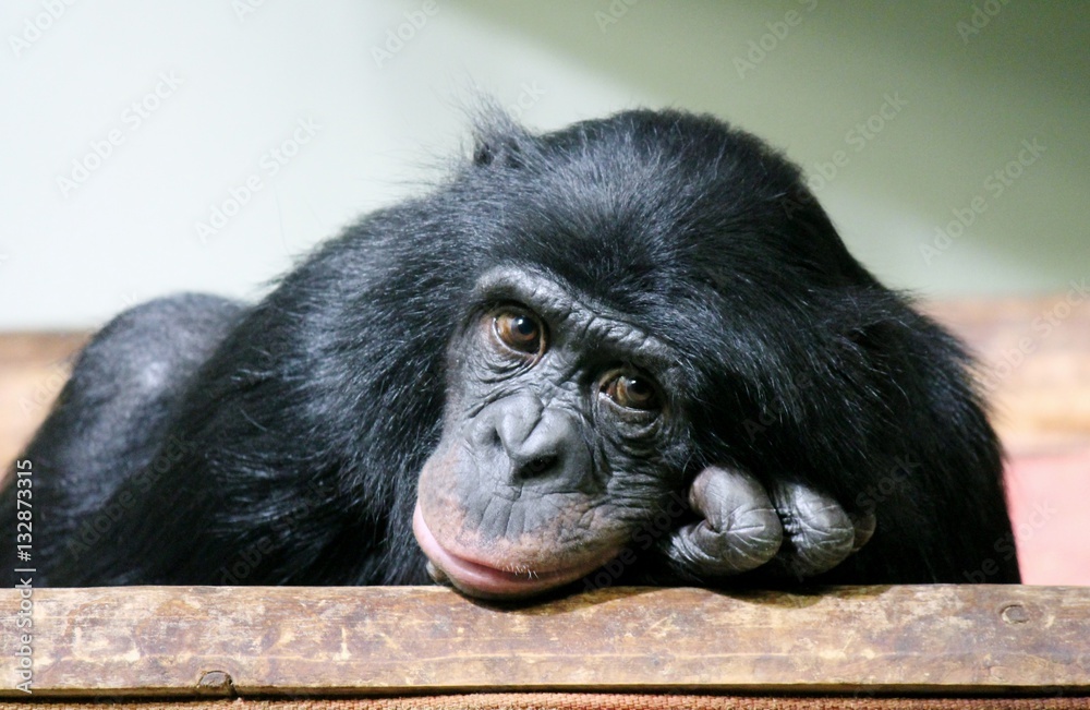 Fototapeta premium chimpanzee chimp sad monkey ape (Pan troglodytes or common chimpanzee) chimp looking sad and thoughtful stock photo photograph image picture 