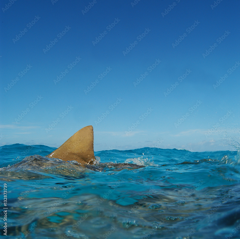 Fototapeta premium Tiburón limón en Bahamas