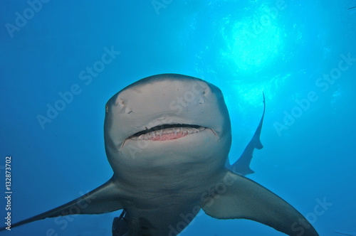 Tiburón limón en Bahamas photo