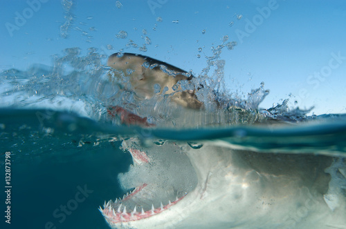 Fototapeta Naklejka Na Ścianę i Meble -  Tiburón limón en Bahamas