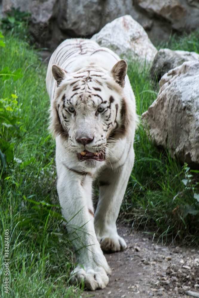 Naklejka premium White Tiger