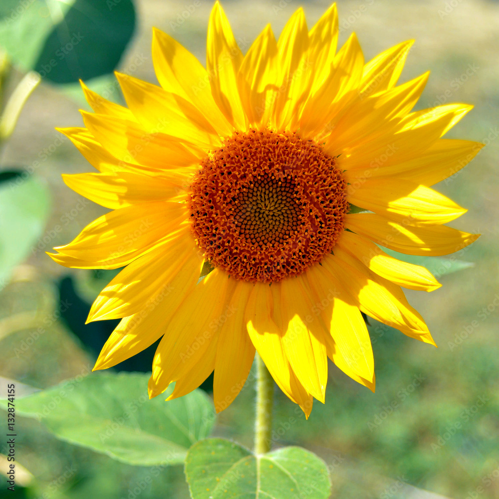 Beautiful sunflowers outdoors. Seeds and oil. Flat lay, top view Beautiful sunflowers outdoors. Seeds and oil. Flat lay, top view