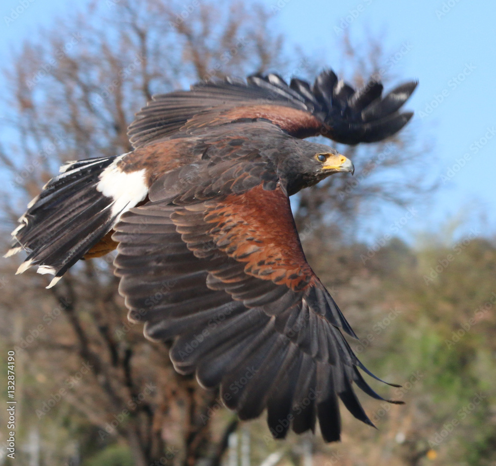 Obraz premium Steppe Eagle in flight