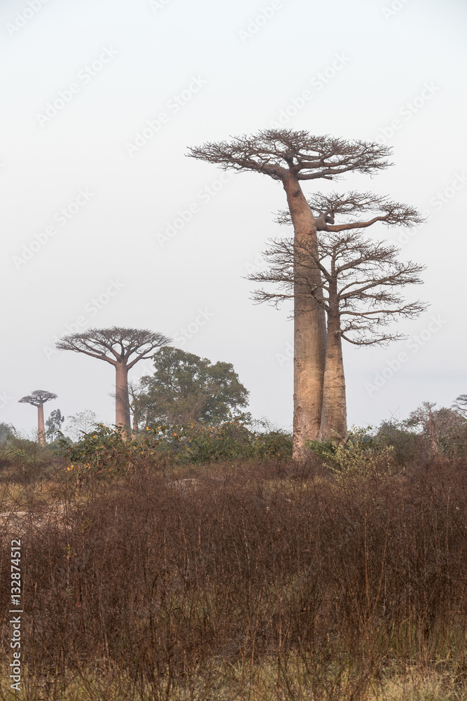 Fototapeta premium At The Avenue of the Baobab trees, Madagascar. 