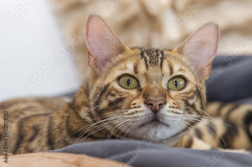 Fototapeta Naklejka Na Ścianę i Meble -  Cat Bengal