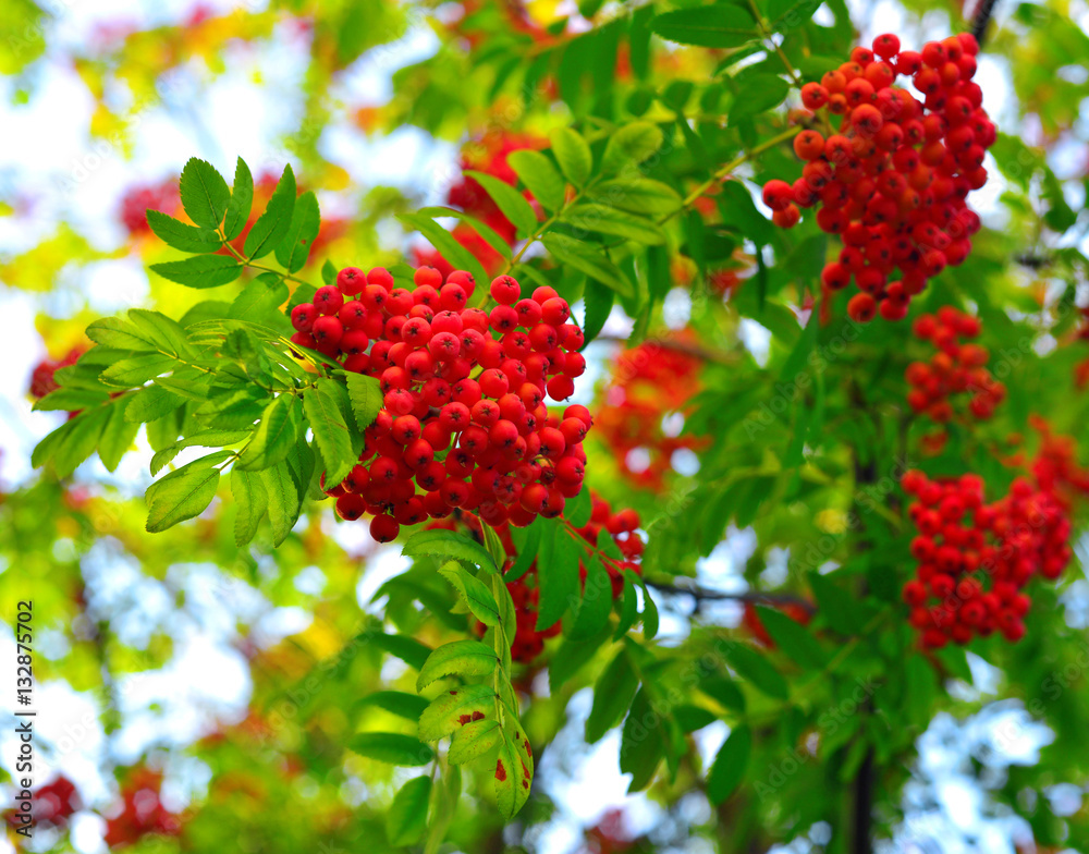 Berries of a red rowan against the sky