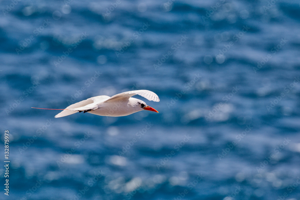 Rotschwanz-Tropikvogel (Phaethon rubricauda) im Flug am Kilauea Point auf Kauai, Hawaii, USA.