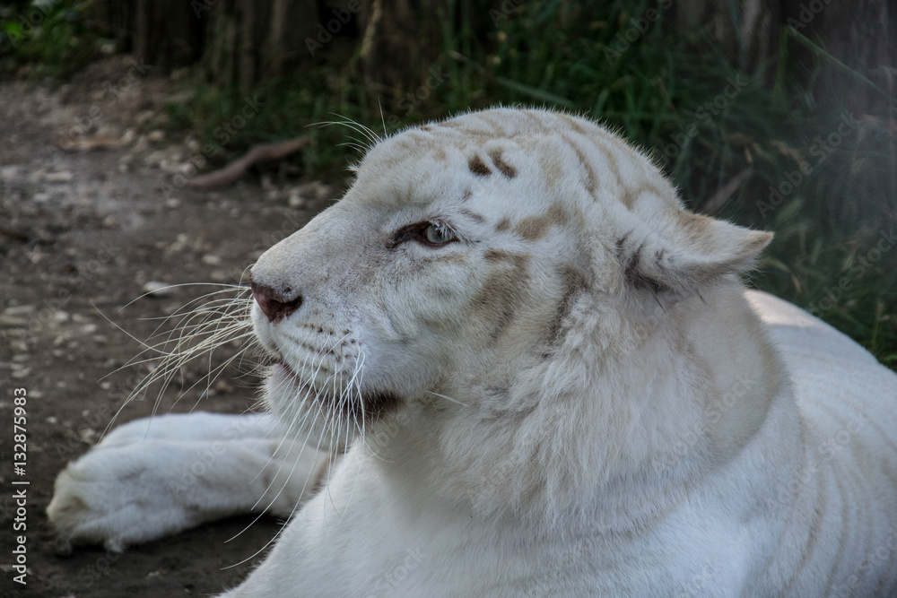 Naklejka premium White Tiger